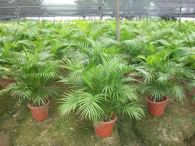 葵寓意和象征意义千亿国际平台散尾(图2)