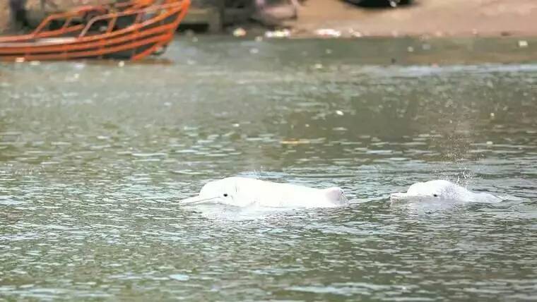 松紧带拉车交警劝阻反被挑衅大大爆料丨宁德一地老鼠用(图1) 松紧带拉车交警劝阻反被挑衅大大爆料丨宁德一地老鼠用(图1)