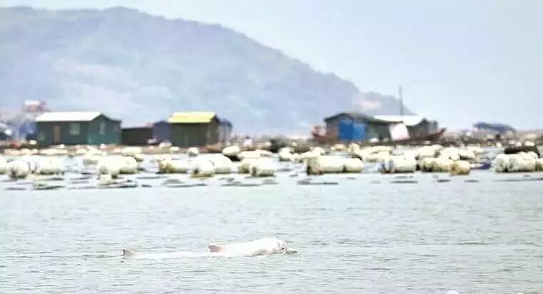 松紧带拉车交警劝阻反被挑衅大大爆料丨宁德一地老鼠用(图3) 松紧带拉车交警劝阻反被挑衅大大爆料丨宁德一地老鼠用(图3)